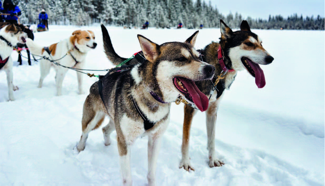 Activités dans le massif des vosges chien de traineau